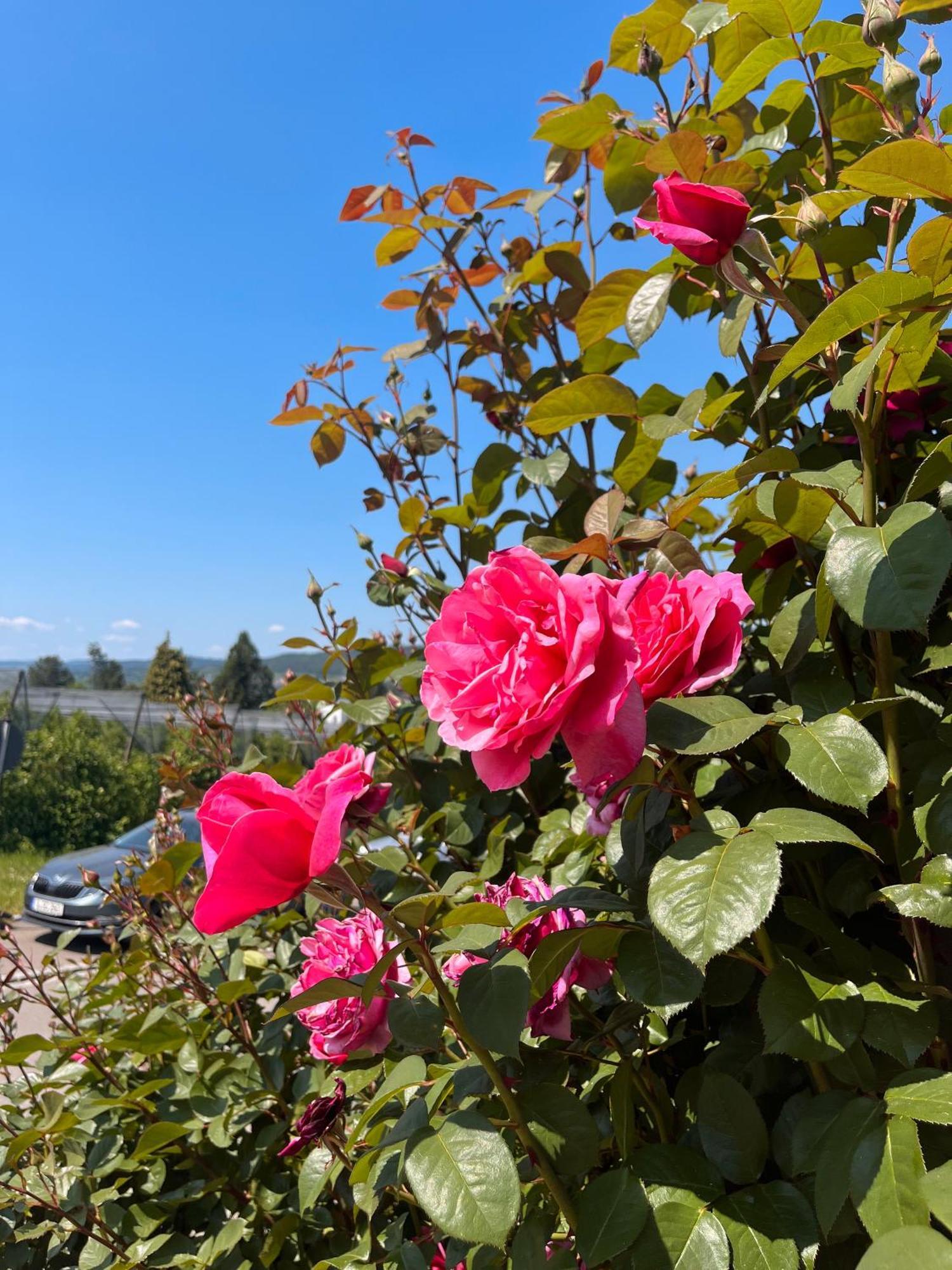 Ferienwohnungen Im Rosengarten Ludwigshafen am Bodensee Kültér fotó