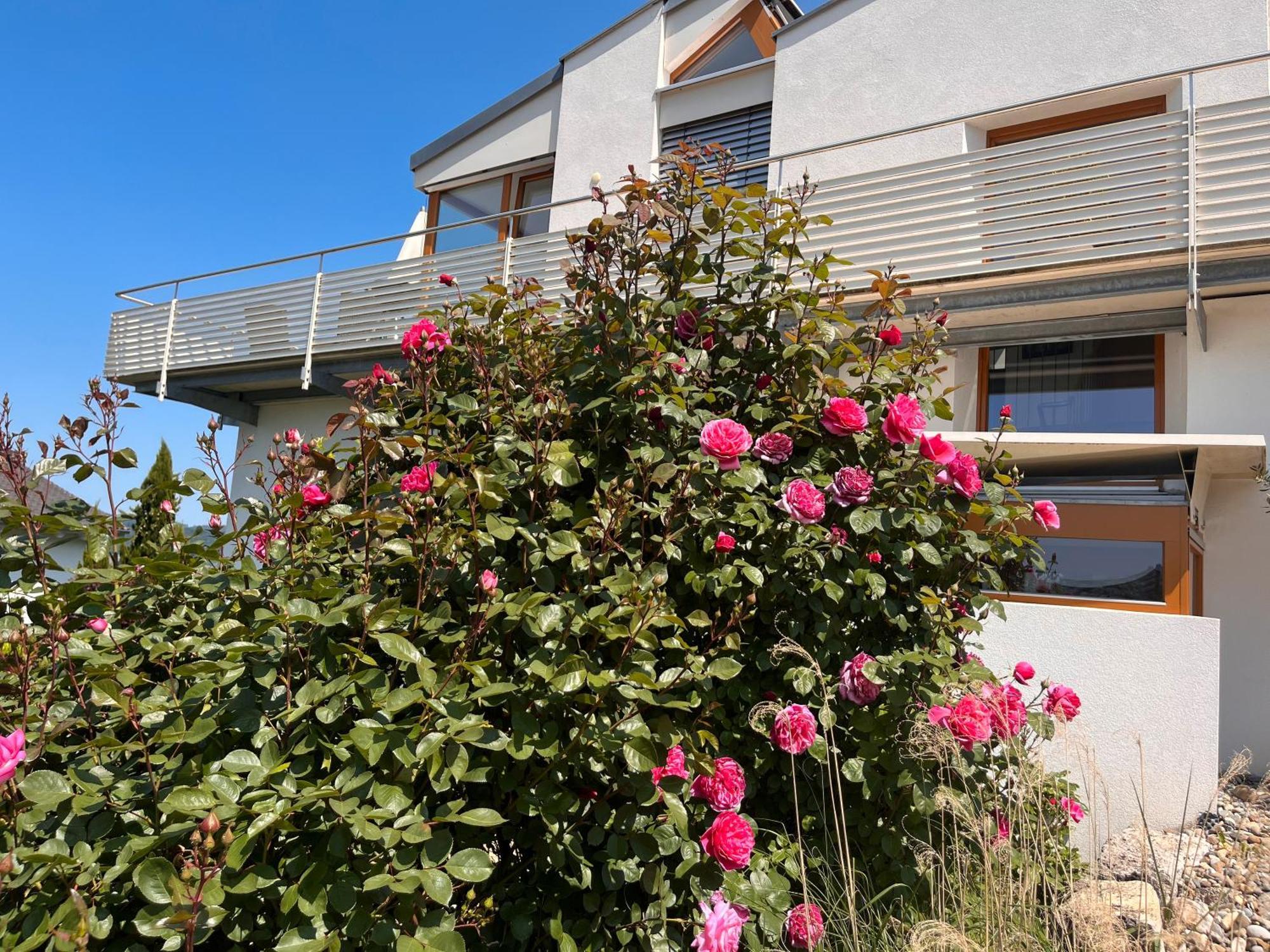 Ferienwohnungen Im Rosengarten Ludwigshafen am Bodensee Kültér fotó